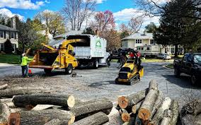 Trusted Bellwood, VA Tree Care Services Experts